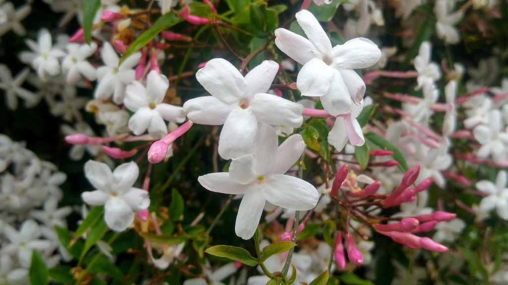 fontarrabie hendaye fleurs