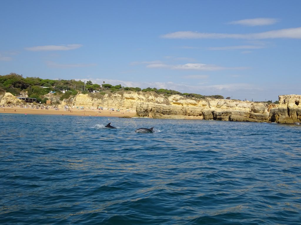 happycurio dauphins algarve portugal