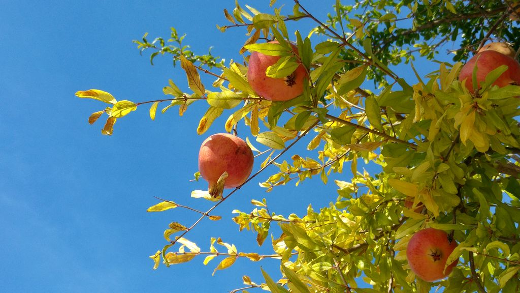 happycurio faro grenadier fruit portugal