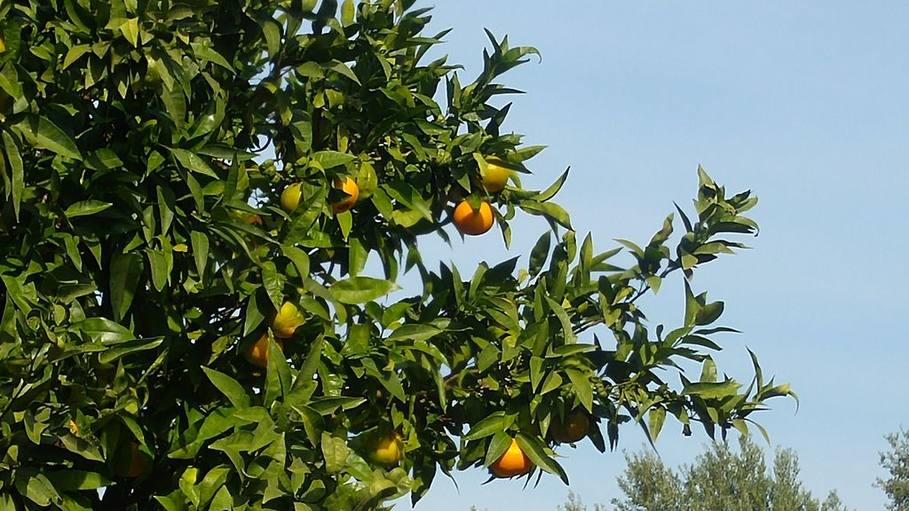 happycurio oranger portugal