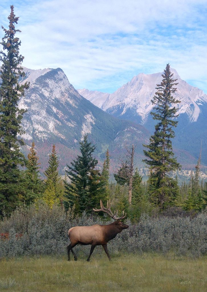 que faire à jasper canada