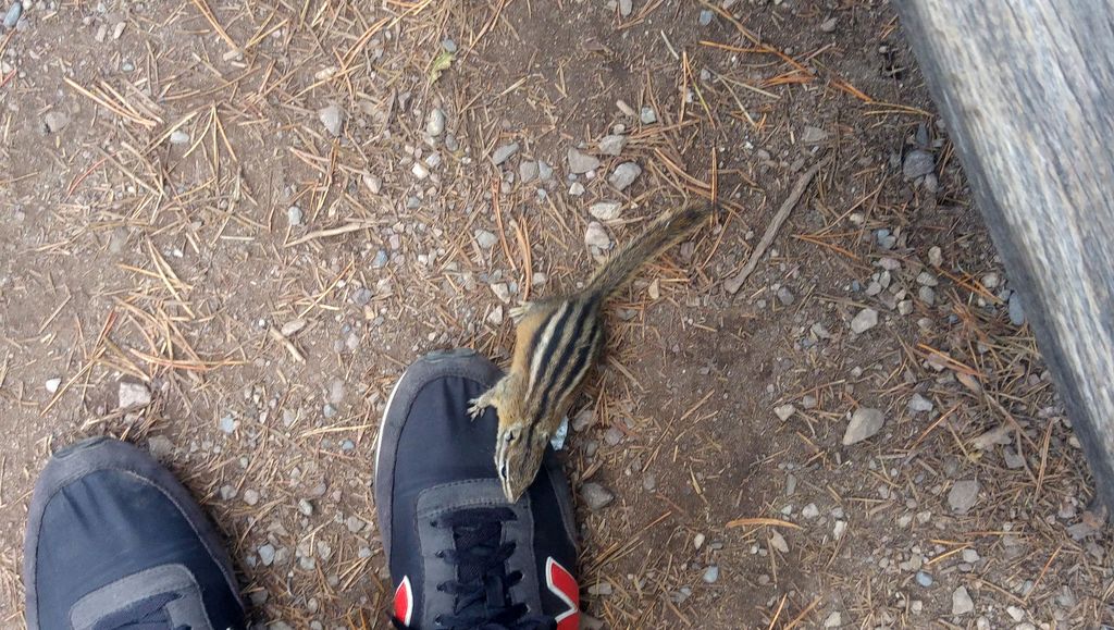 sunwapta falls chipmunk