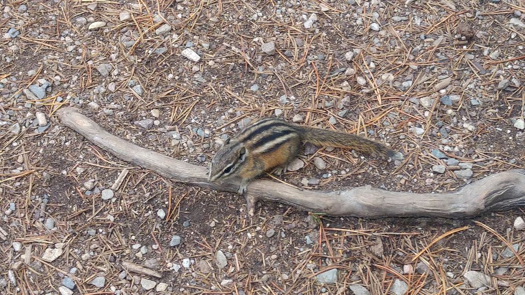 tamia chipmunk canada