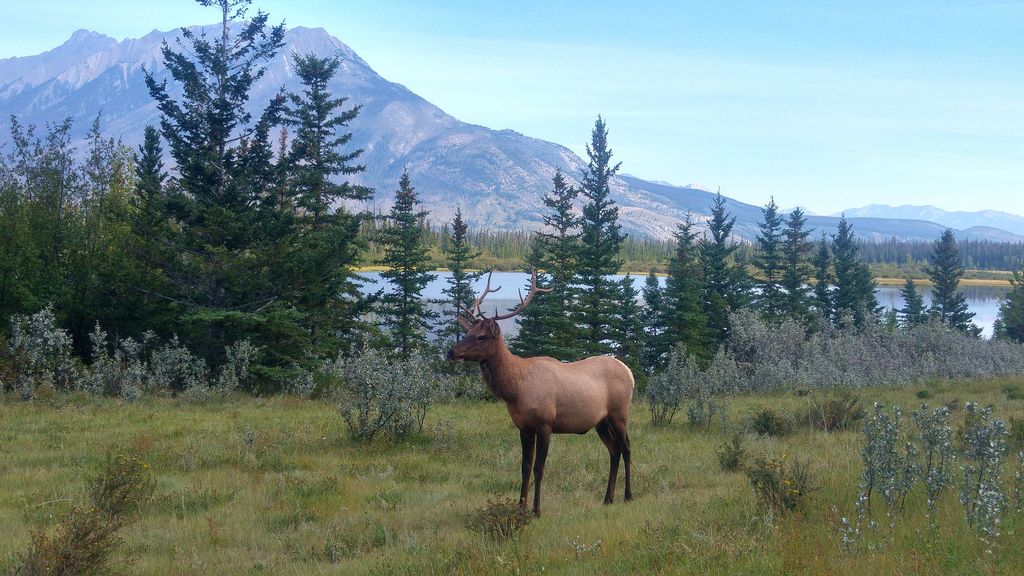 wapiti jasper national park