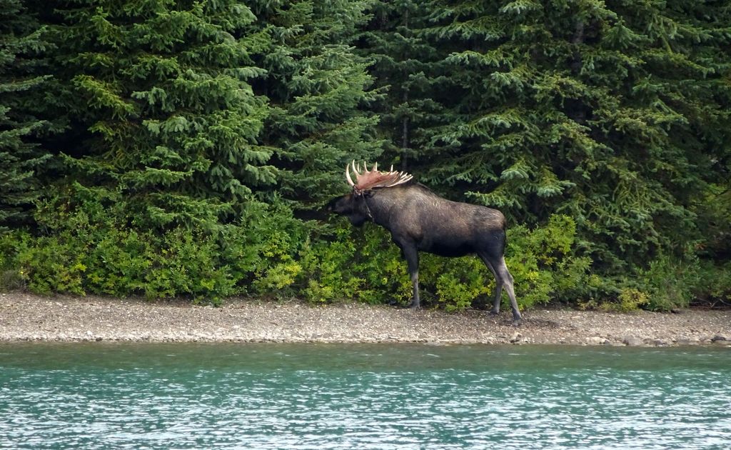 élan du canada