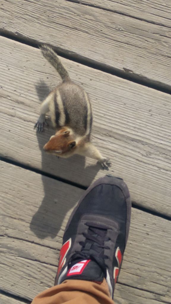 chipmunk glacier national park