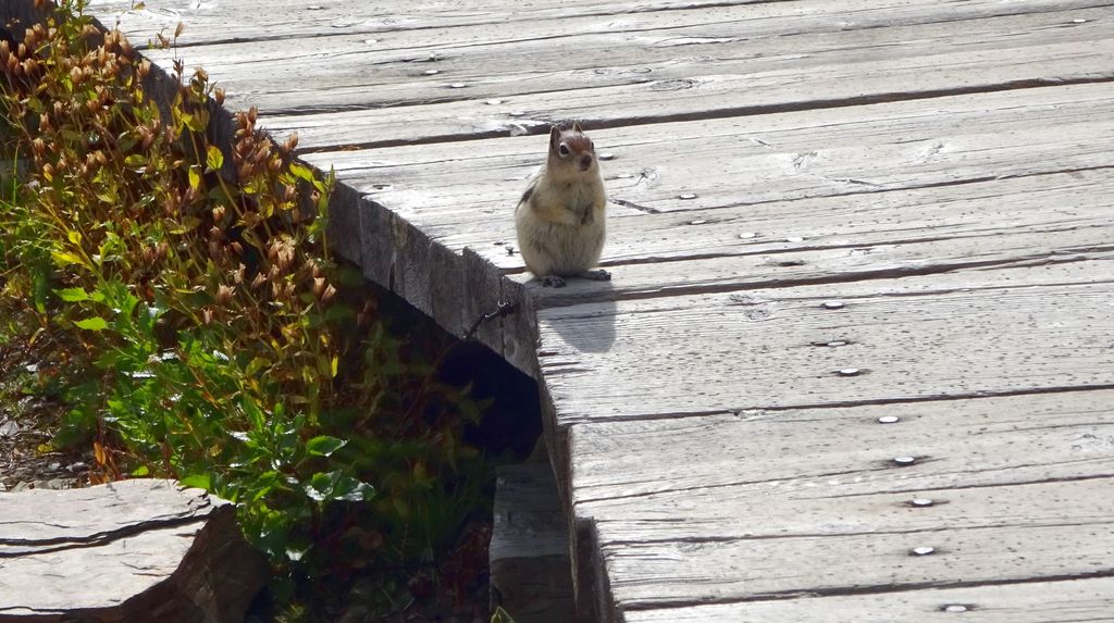 chipmunk trail glacier usa canada