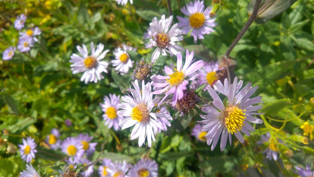 fleurs paquerettes glacier