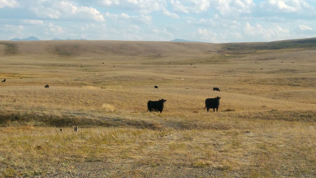 vaches noires blanc angus