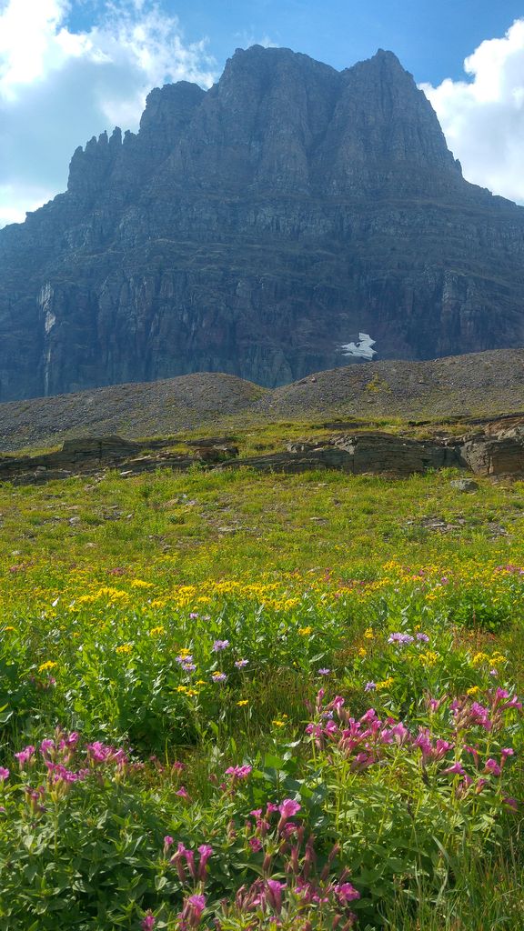 vegetation glacier