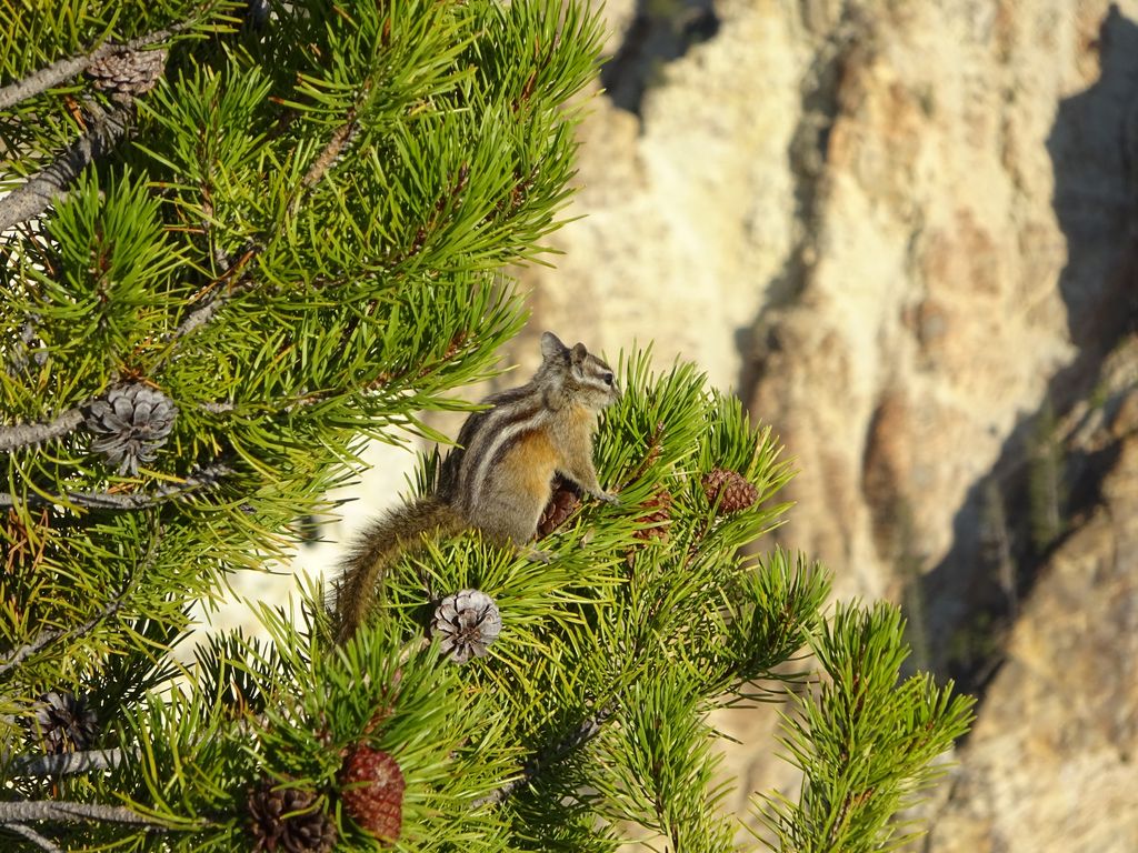 chipmunk yellowstone