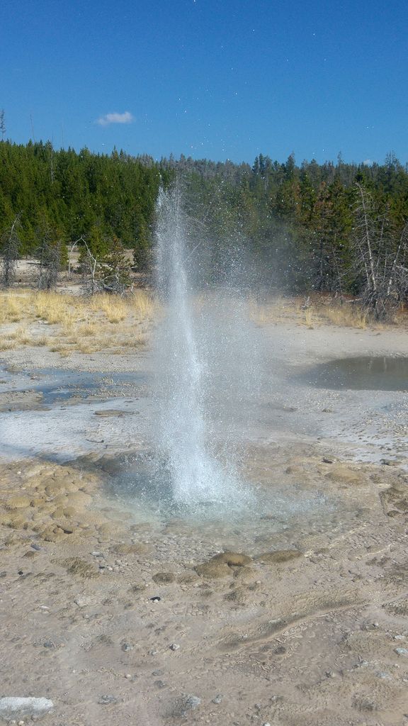 geyser en direct yellowstone