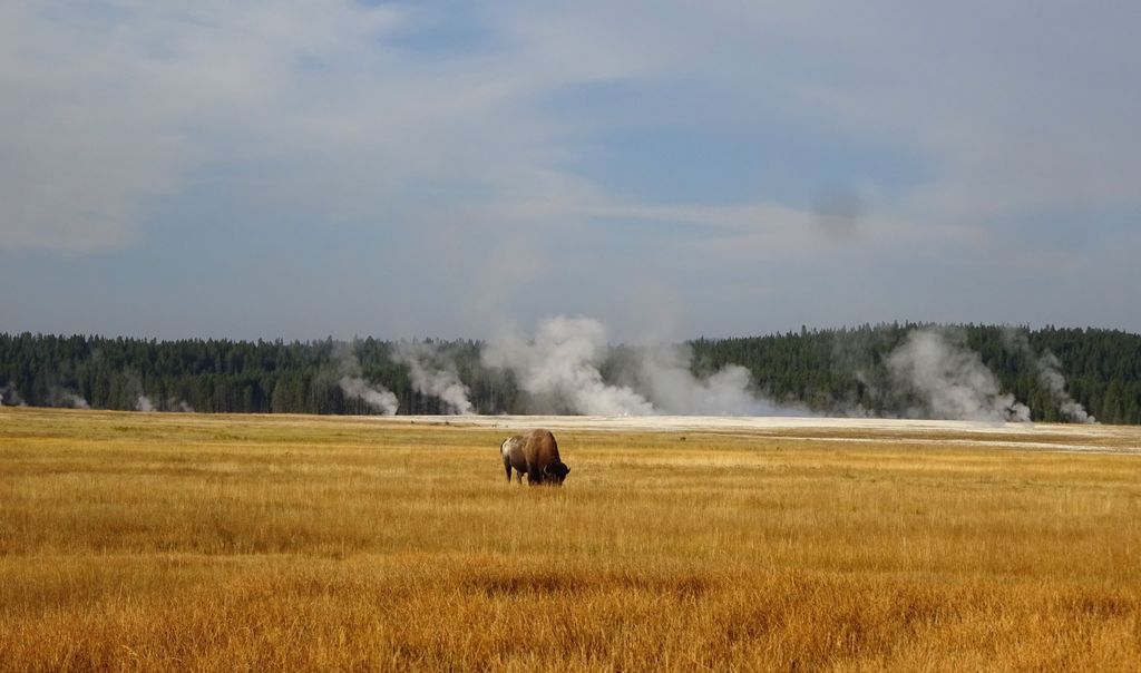 hayden valley bisons