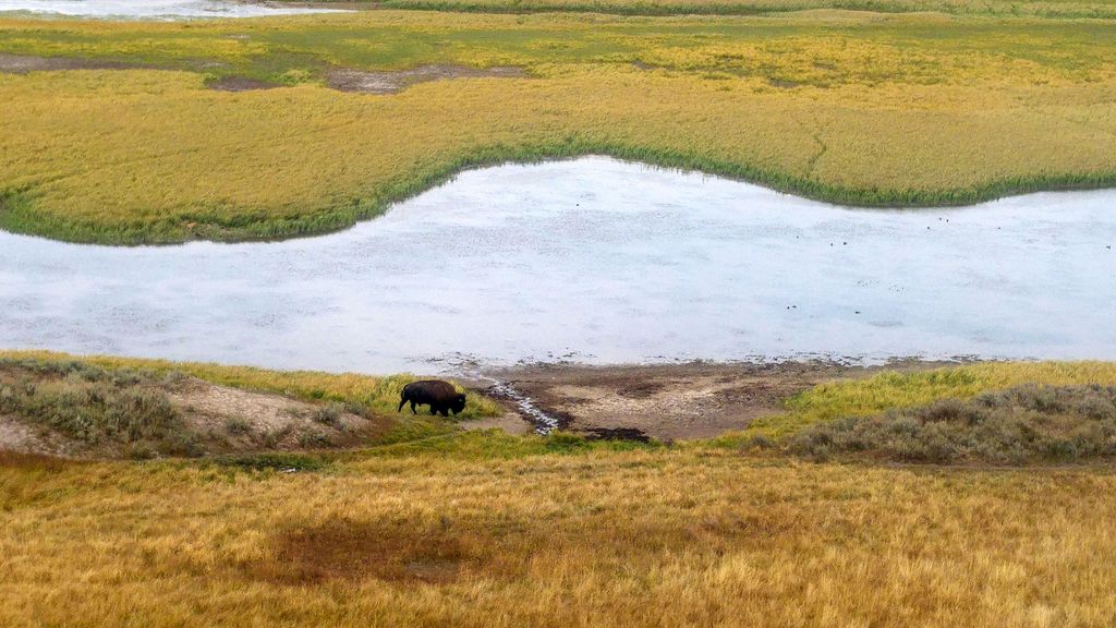 où voir les bisons dans parc de yellowstone