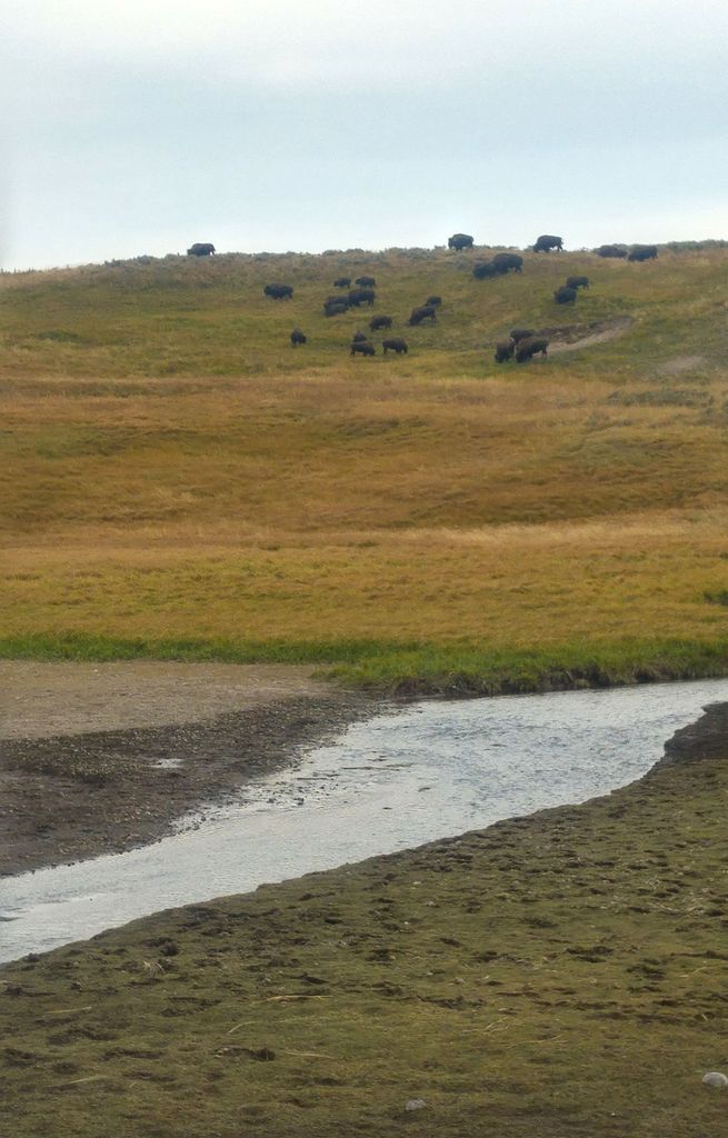 quand voir les bisons à yellowstone