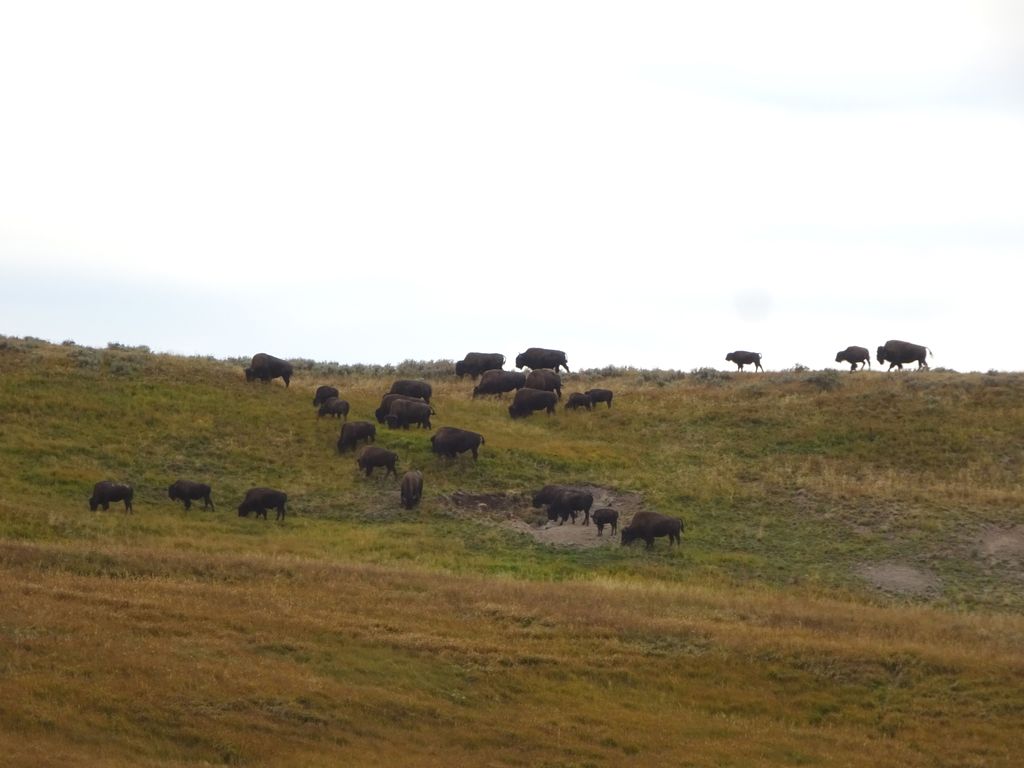 troupeau de bisons à yellowstone