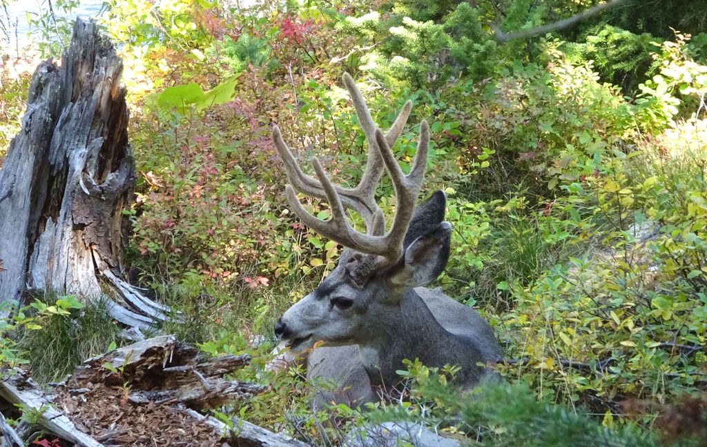 wapiti usa grand teton