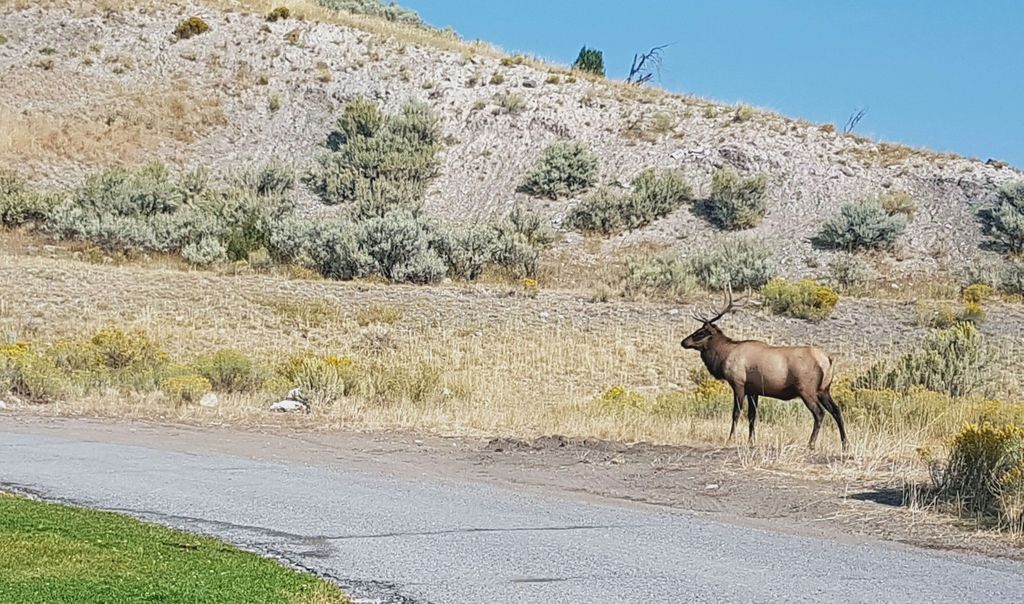 wapiti usa