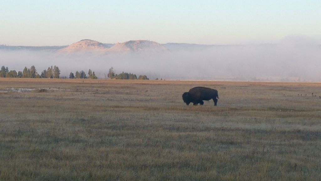 wildlife in yellowstone