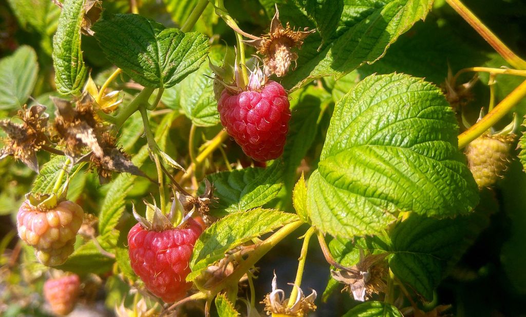 recette de confiture de framboises