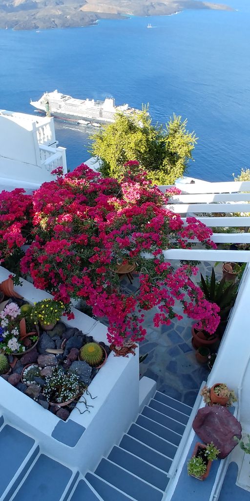 bougainvillers de santorin