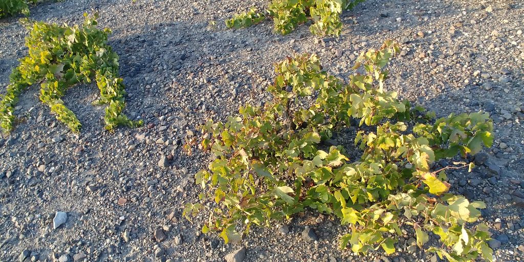 vigne des cyclades