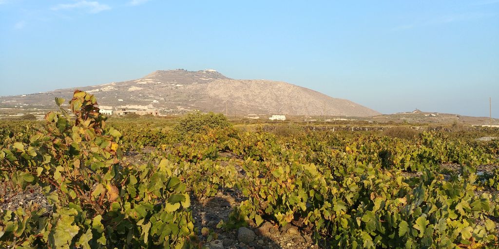 vignoble santorin