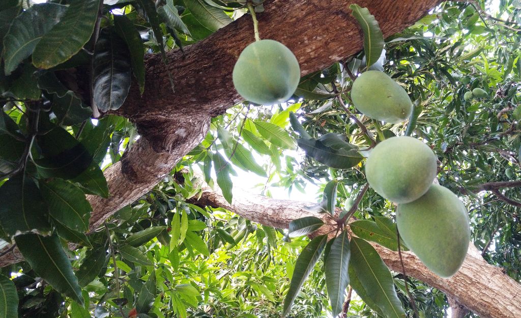 karmagali sanur mangue