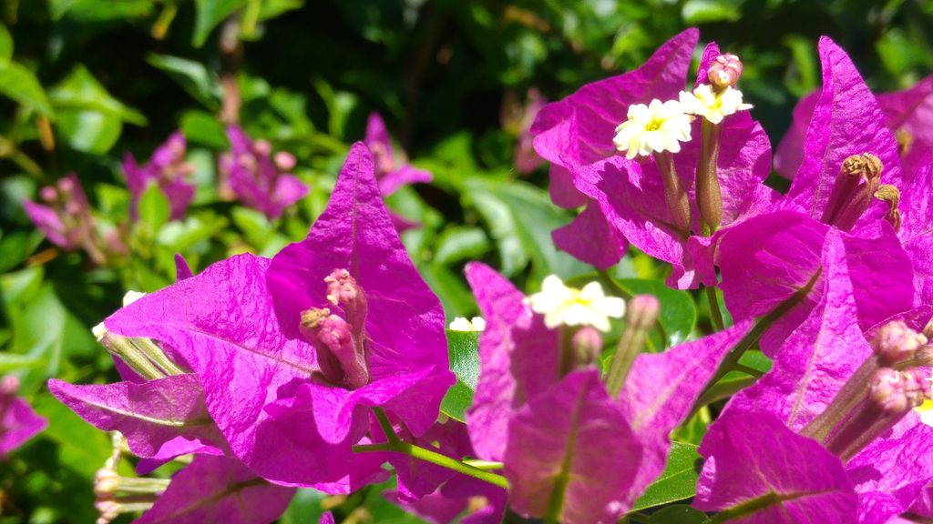 bougainvillers fleurs bali lombok