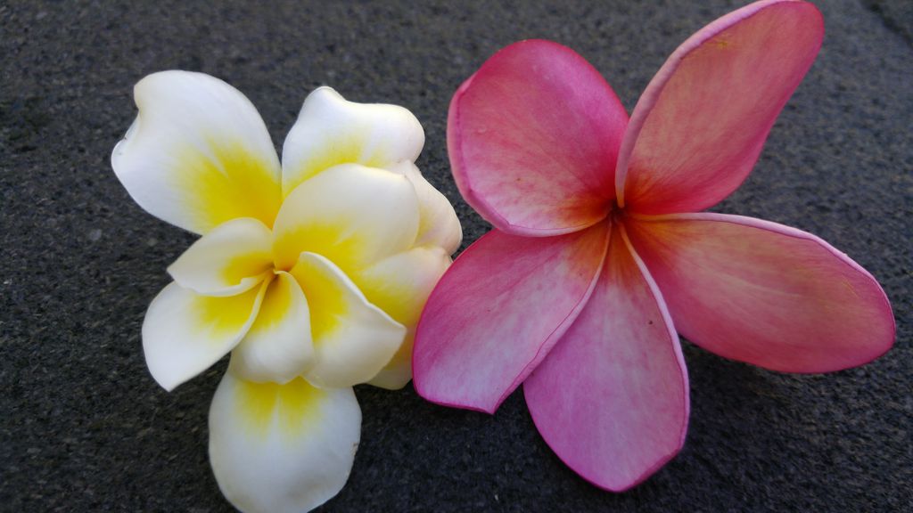 fleurs de frangipanier plumeria blanc rose