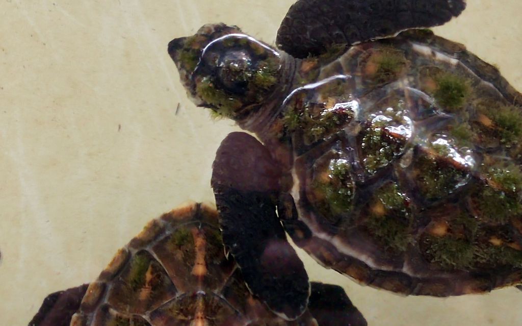 gili trawangan turtle observatory