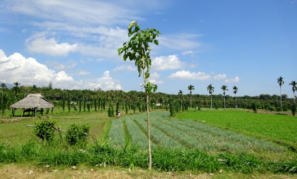 lombok culture cacahuète