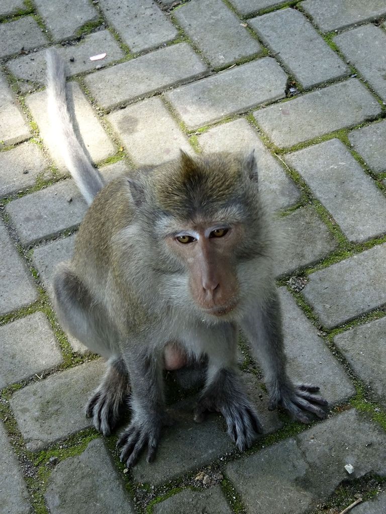 lombok foret des singes