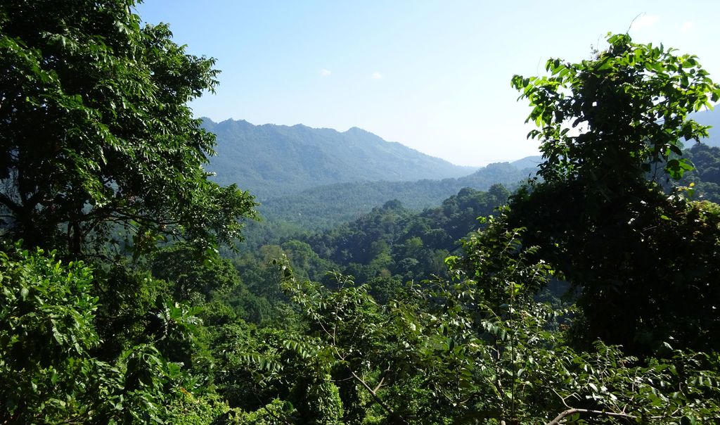 lombok monkey forest