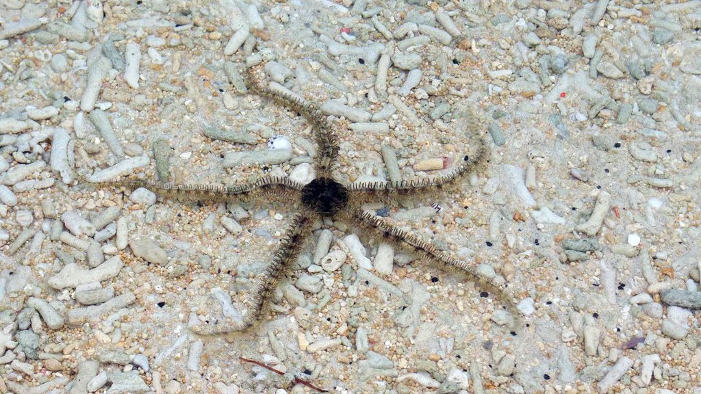 ophiure etoile de mer gili trawangan