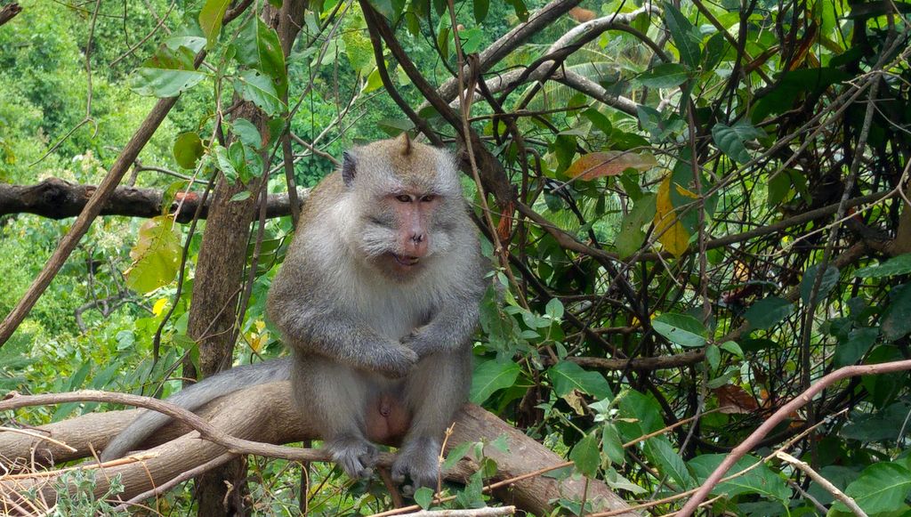 singe foret lombok