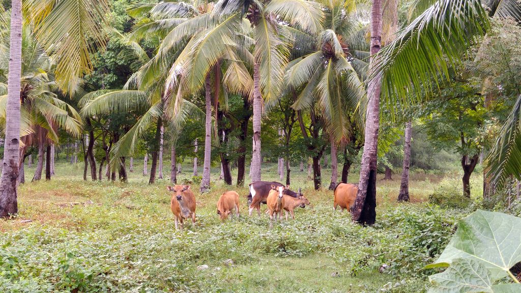 vaches coco gili trawangan