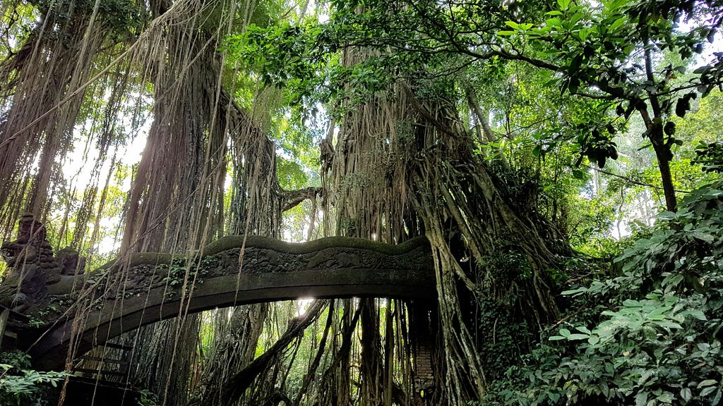 au coeur de la foret de singes ubud