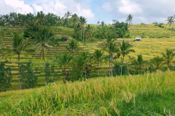 bali vue sur riziere de jatiluwih