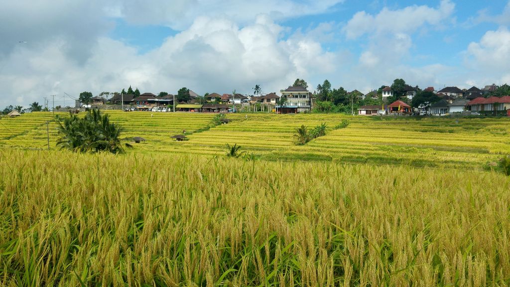 vallee de jatiluwih a bali