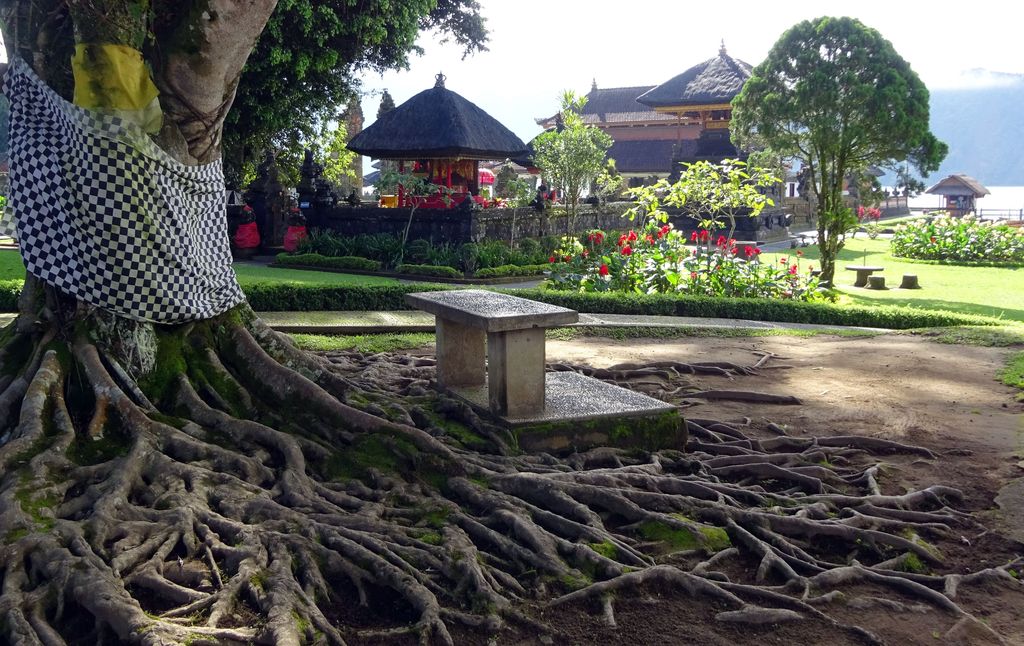 arbre avec grandes racines a bali