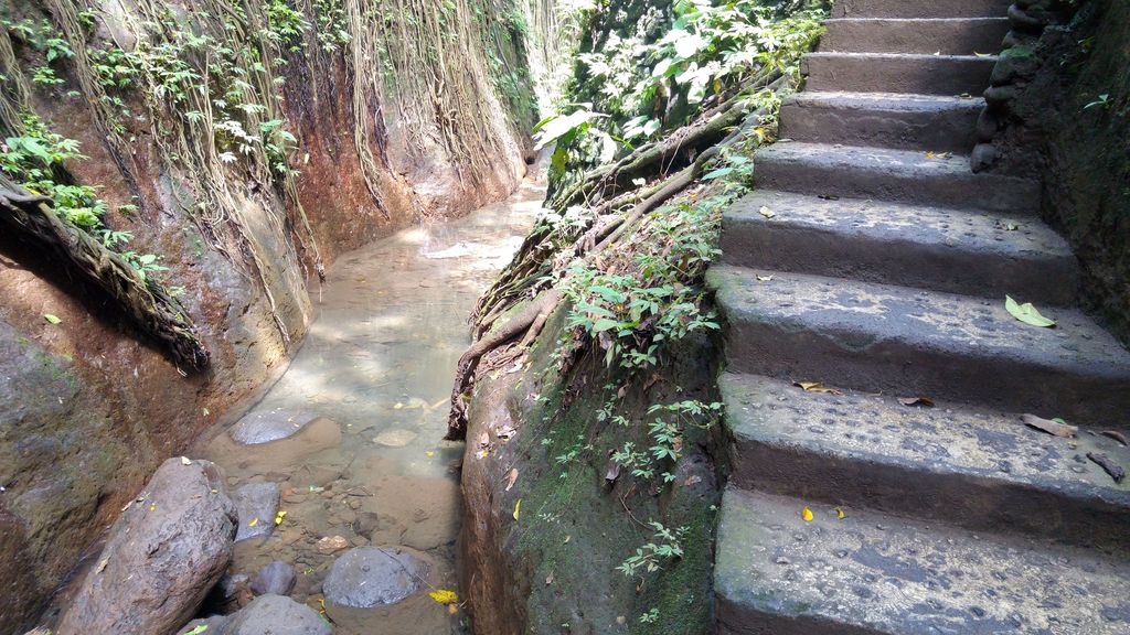 au coeur de la foret des singes à ubud