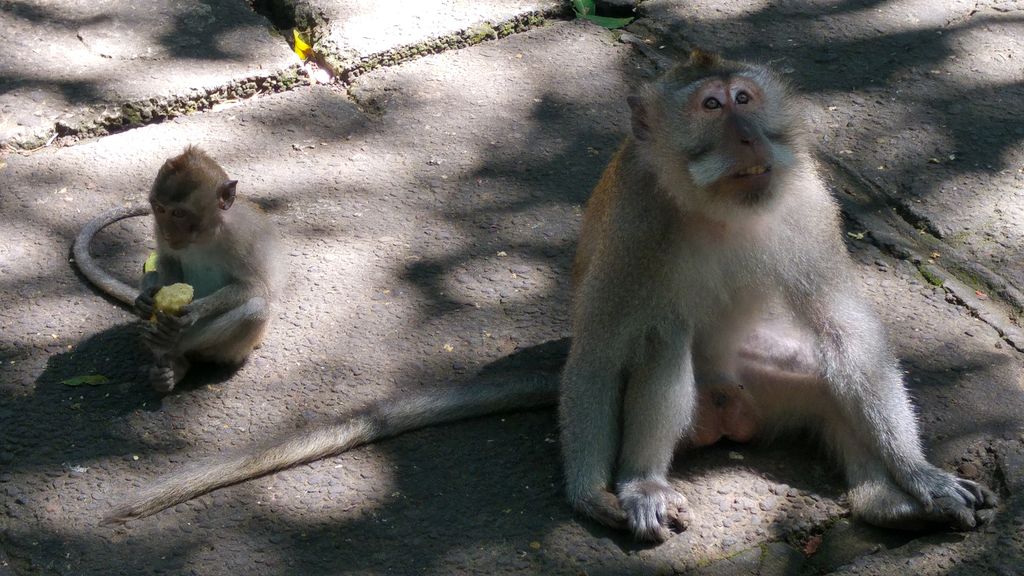 singes dans la foret d'ubud