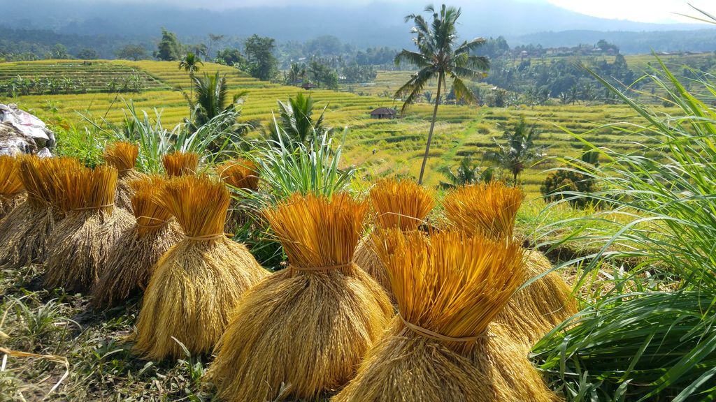 paillage dans la riziere de jatiluwih