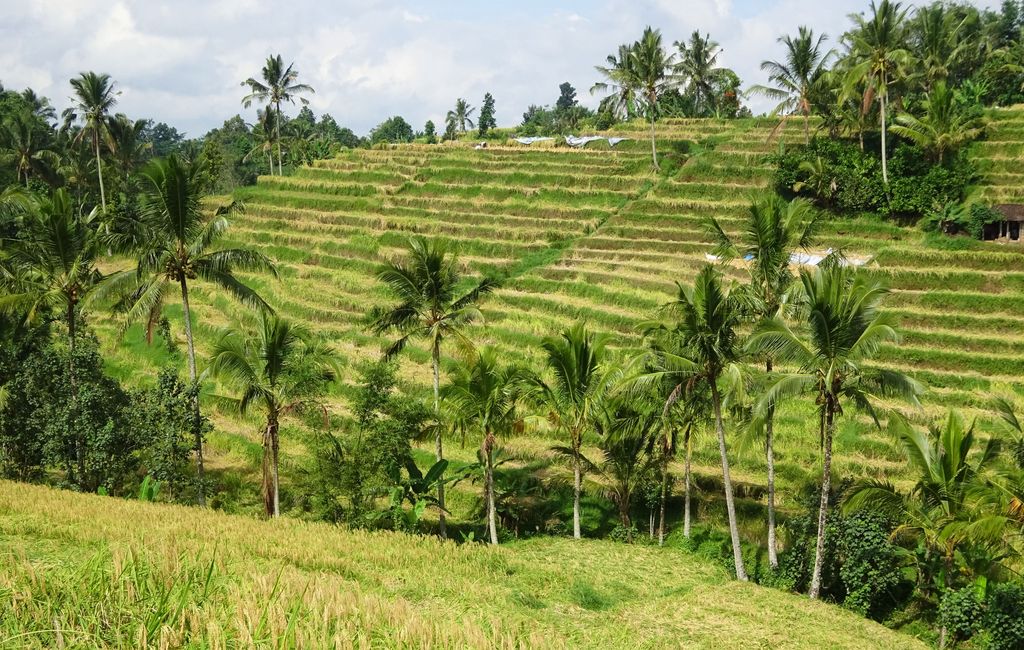 riziere en escalier a bali