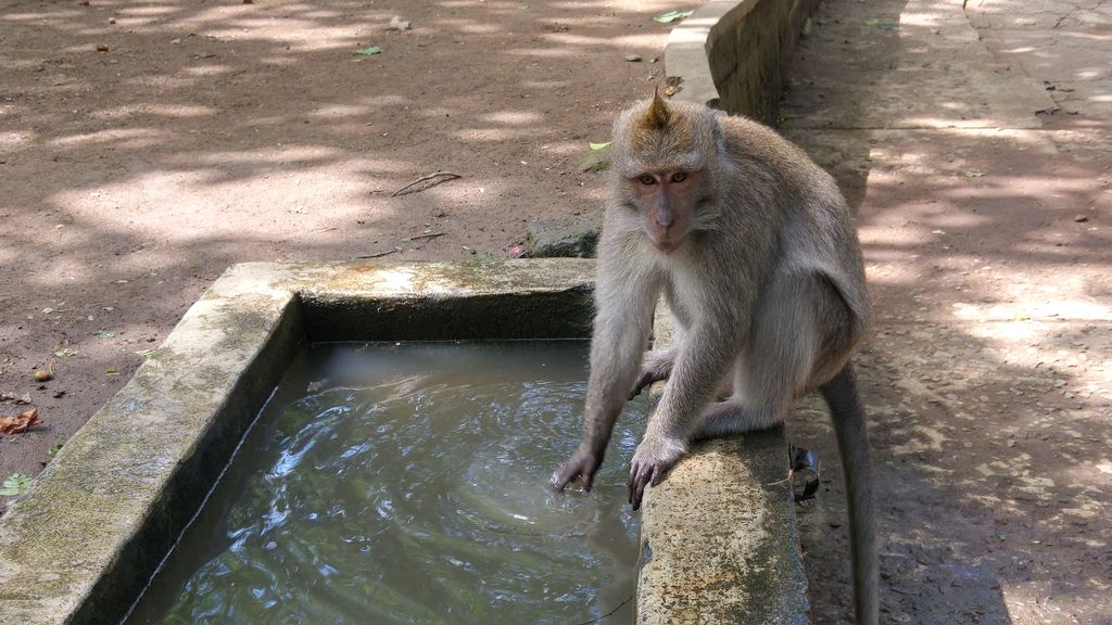 singe de la monkey forest ubud