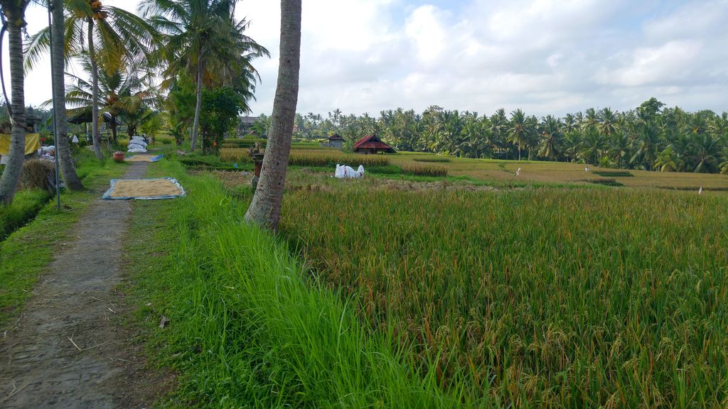 riziere à ubud pour aller au sweet orange cafe