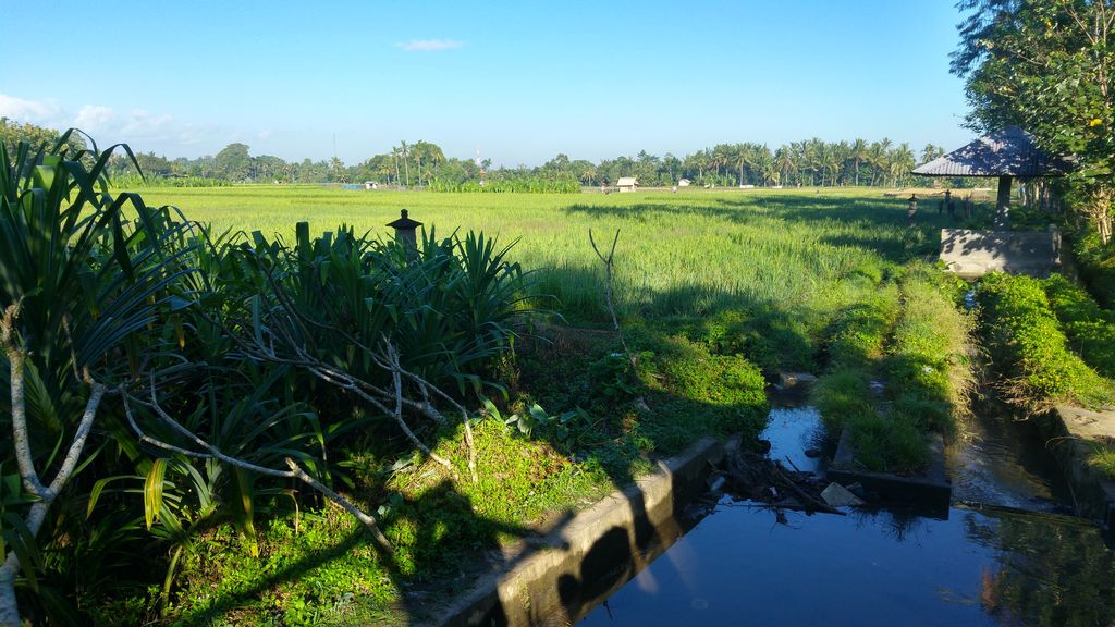 riziere face aux lestaru villas a ubud