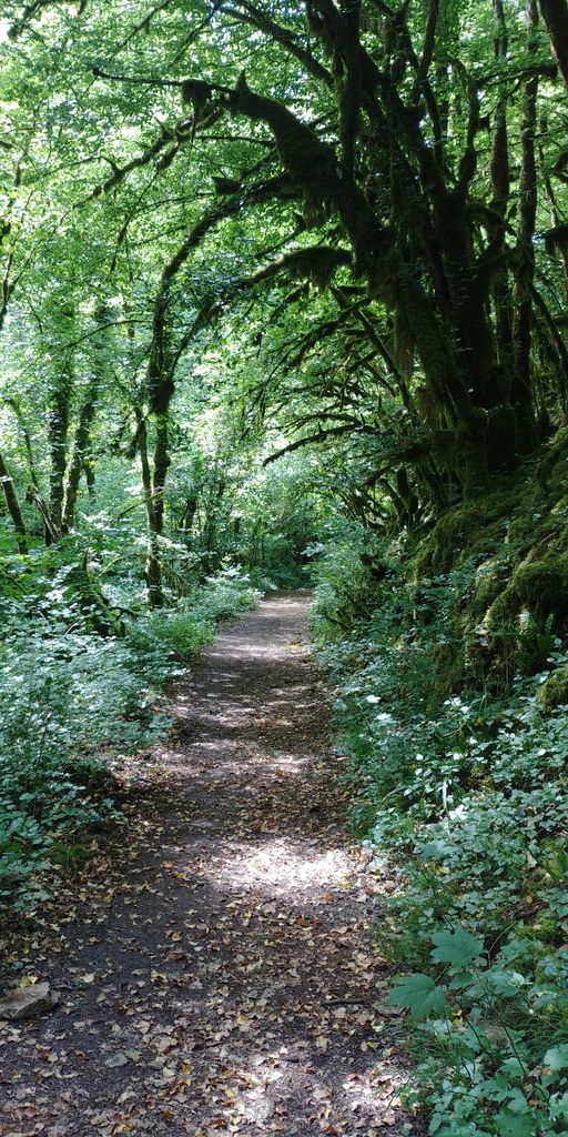 sentier de foret a cerdon