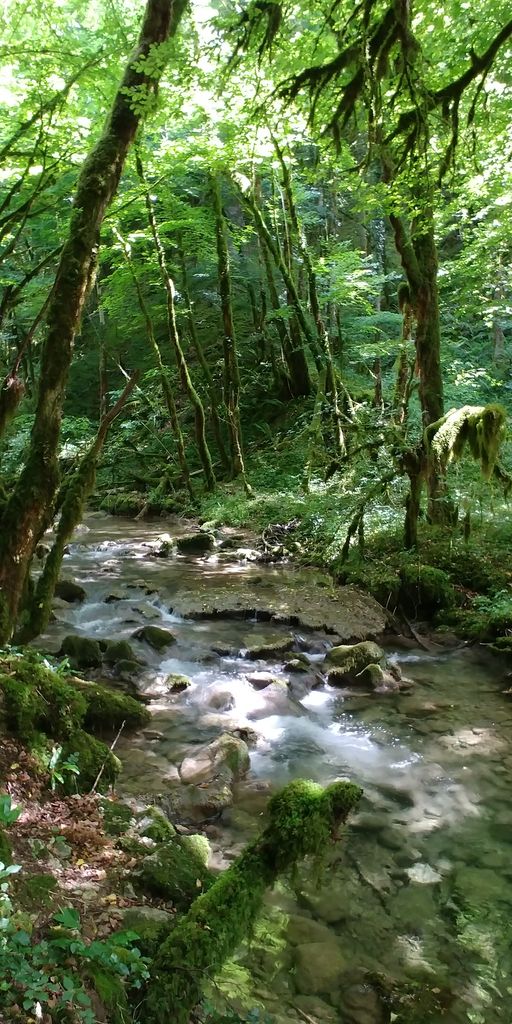 cours d'eau dans la foret